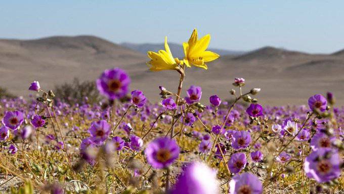Desierto Florido